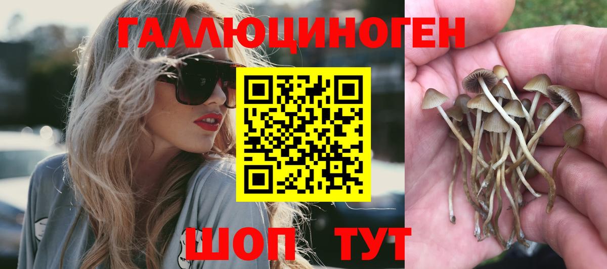 Галлюциногенные грибы Psilocybine cubensis Горячий Ключ